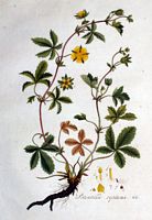 Potentille rampante. Planche d'identification Flora batava. Cliquer pour agrandir l'image.