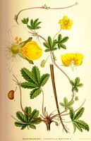 Potentille rampante. Planche d'identification Linnemand. Cliquer pour agrandir l'image.