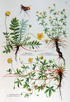 Potentille rampante. Planche d'identification Losch. Cliquer pour agrandir l'image.