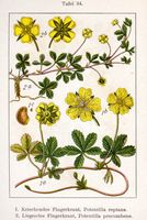 Potentille rampante. Planche d'identification Sturm. Cliquer pour agrandir l'image.