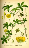 Potentille rampante. Planche d'identification Thomé. Cliquer pour agrandir l'image.