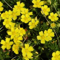 Potentille rampante. Fleurs, Côtes de Clermont. Cliquer pour agrandir l'image.