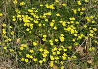 Potentille rampante. Plantes, Côtes de Clermont. Cliquer pour agrandir l'image.