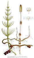 Prêle des champs. Planche d'identification Linnemand. Cliquer pour agrandir l'image.