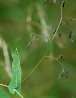 Prenanthe pourpre. Les Goules. Cliquer pour agrandir l'image.