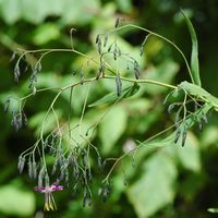 Prenanthe pourpre. Inflorescence, Montchier. Cliquer pour agrandir l'image.