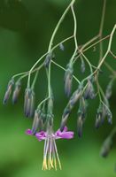 Prenanthe pourpre. Fleur, Montchier. Cliquer pour agrandir l'image.