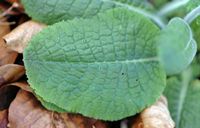 Primevère élevée. Feuille, Sauterre. Cliquer pour agrandir l'image.