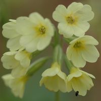 Primevère élevée. Fleurs, Sauterre. Cliquer pour agrandir l'image.