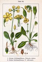 Primevère élevée. Planche d'identification Sturm. Cliquer pour agrandir l'image.