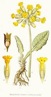 Primevère officinale. Planche d'identification Linnemand. Cliquer pour agrandir l'image.