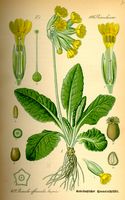 Primevère officinale. Planche d'identification. Cliquer pour agrandir l'image.