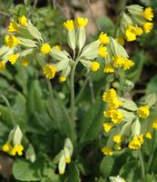 Primevère officinale. Plante, Côtes de Clermont. Cliquer pour agrandir l'image.