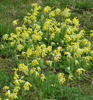 Primevère officinale. Plantes, Côtes de Clermont. Cliquer pour agrandir l'image.
