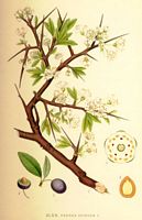 Prunellier. Planche d'identification Linnemand. Cliquer pour agrandir l'image.