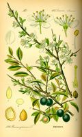 Prunellier. Planche d'identification Thomé. Cliquer pour agrandir l'image.