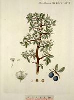 Prunellier. Planche d'identification Flora danica. Cliquer pour agrandir l'image.