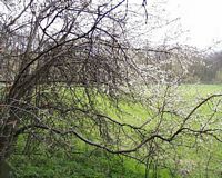 Prunellier. Arbrisseau. Cliquer pour agrandir l'image.
