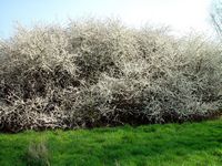 Prunellier. Arbrisseau en fleur. Cliquer pour agrandir l'image.