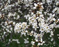 Prunellier. Fleurs. Cliquer pour agrandir l'image.