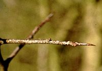 Prunellier. Épine. Cliquer pour agrandir l'image.