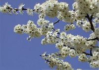 Prunellier. Fleurs. Cliquer pour agrandir l'image.