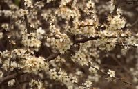 Prunellier. Fleurs. Cliquer pour agrandir l'image.