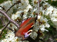 Prunellier. Fleur avec paon-du-jour. Cliquer pour agrandir l'image.