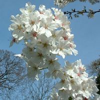 Prunellier. Fleurs. Cliquer pour agrandir l'image.