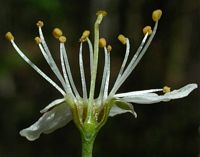 Prunellier. Pistil en coupe. Cliquer pour agrandir l'image.