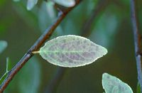 Prunellier. Feuille alterée par l'ozone. Cliquer pour agrandir l'image.