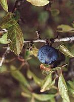 Prunellier. Fruit. Cliquer pour agrandir l'image.