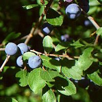 Prunellier. Fruits. Cliquer pour agrandir l'image.