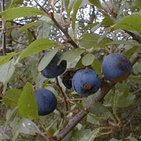 Prunellier. Drupes. Cliquer pour agrandir l'image.