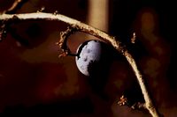 Prunellier. Fruit blet. Cliquer pour agrandir l'image.