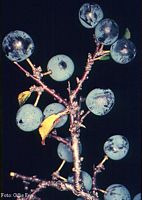 Prunellier. Fruits. Cliquer pour agrandir l'image.
