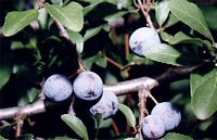 Prunellier. Fruits. Cliquer pour agrandir l'image.