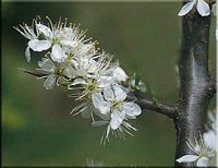 Prunellier. Fleurs. Cliquer pour agrandir l'image.