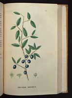 Prunellier. Planche d'identification Saint-hilaire. Cliquer pour agrandir l'image.