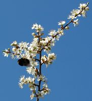 Prunellier. Branche en fleurs, Allagnat. Cliquer pour agrandir l'image.