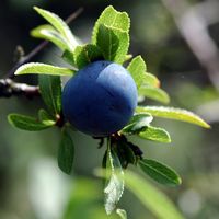 Prunellier. Fruit, Côtes de Clermont. Cliquer pour agrandir l'image.