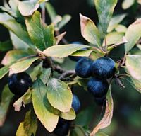 Prunellier. Fruits. Cliquer pour agrandir l'image.