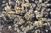 Prunellier. Fleurs. Cliquer pour agrandir l'image.