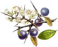 Prunellier. Dessin fruits. Cliquer pour agrandir l'image.