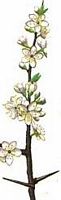 Prunellier. Dessin rameau. Cliquer pour agrandir l'image.