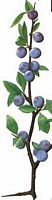 Prunellier. Dessin fruits. Cliquer pour agrandir l'image.