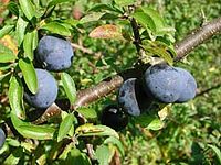 Prunellier. Fruits. Cliquer pour agrandir l'image.
