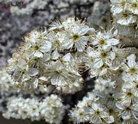 Prunellier. Fleurs. Cliquer pour agrandir l'image.