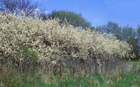 Prunellier. Buisson. Cliquer pour agrandir l'image.