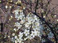 Prunellier. Fleurs. Cliquer pour agrandir l'image.